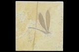 Fossil Dragonfly With Floating Crinoids - Solnhofen Limestone #107568-1